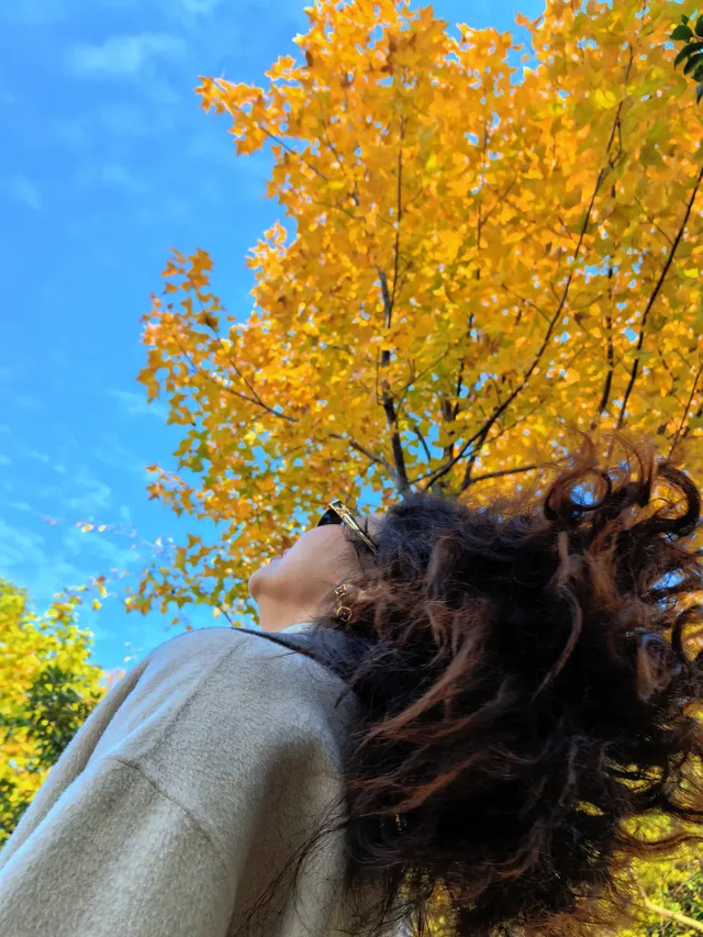 11.20實拍，武漢市中心看銀杏就這裡人最少