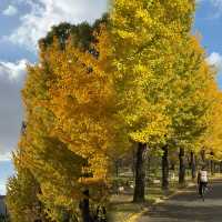 大阪隱藏銀杏秘境！99%遊客錯過