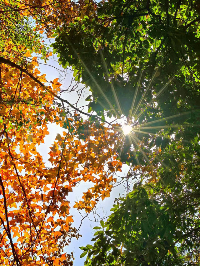 上饒三日賞秋攻略說好這篇就夠了！