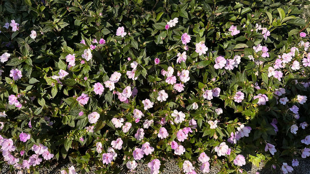 梅子湖花箋｜冬日限定的溫柔詩篇