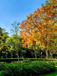 上海楊浦免費賞秋地