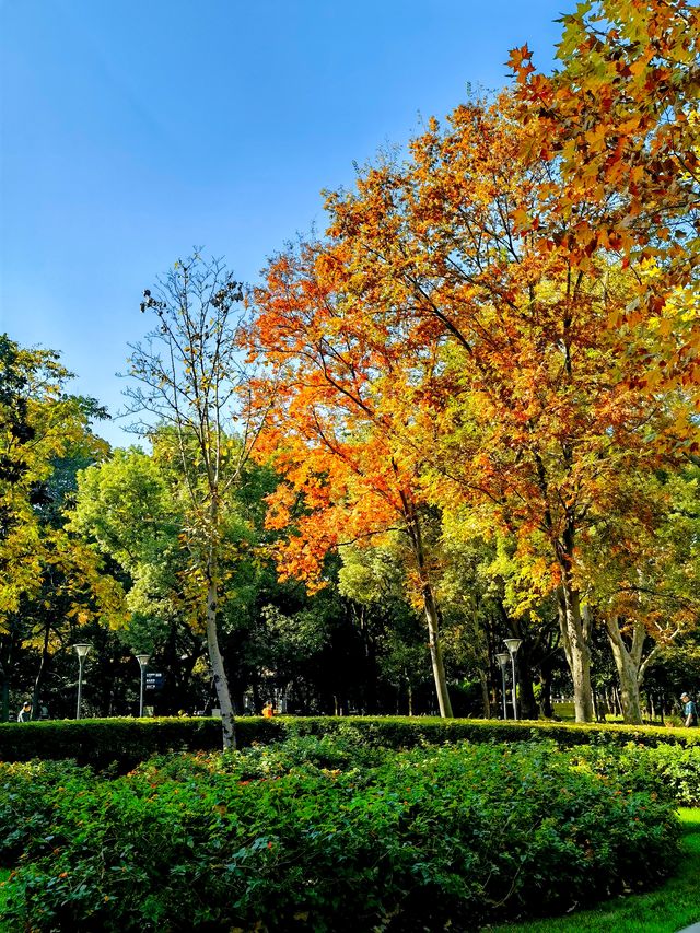 上海楊浦免費賞秋地