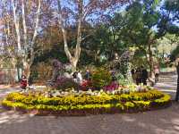 共青森林公園菊花展美翻啦