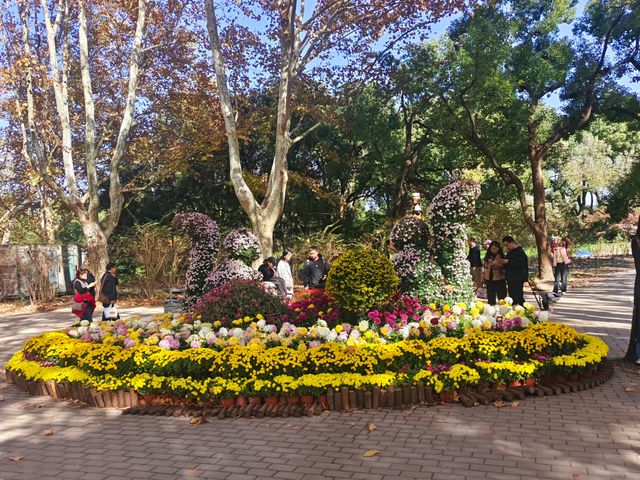 共青森林公園菊花展美翻啦 共青森林公園菊花展美翻啦