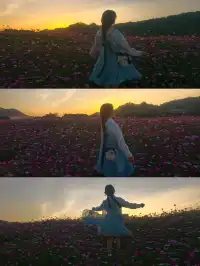 雲浮前鋒鎮|冬季闖進粉色格桑花海