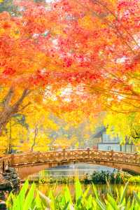 殺瘋了上海紅楓紅透了必是秋日頂流