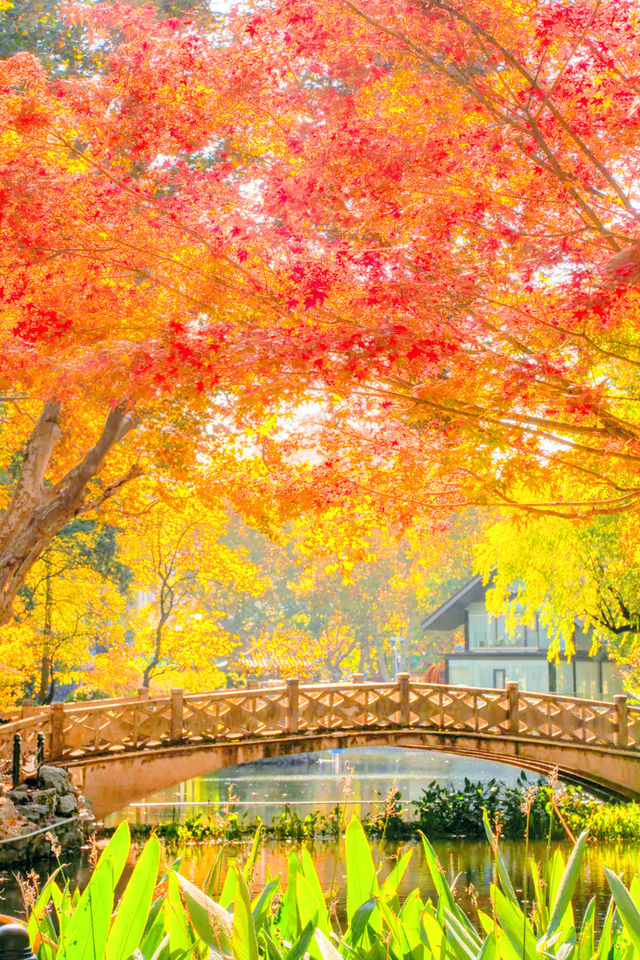 殺瘋了上海紅楓紅透了必是秋日頂流