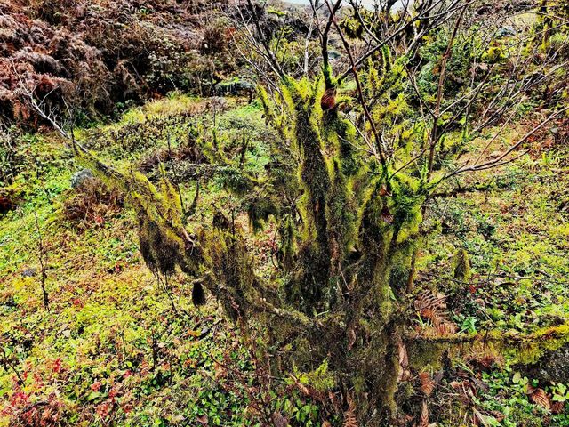 神秘的黑竹溝 神秘的黑竹溝