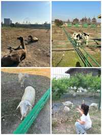 寧波人玩達人村都辦年卡了，你還在買門票嗎？