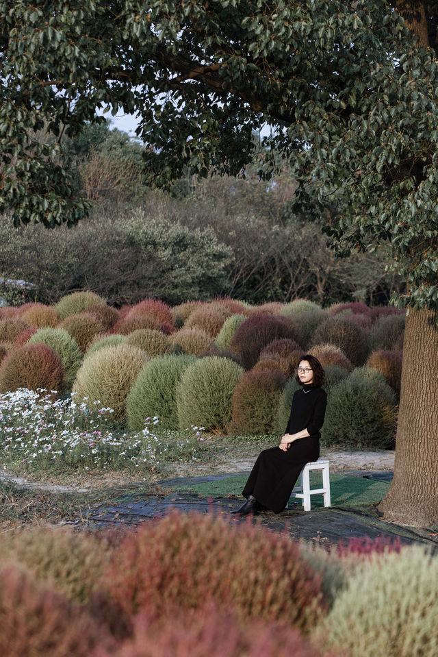 魔都不可錯過的深秋聖地！地膚草海美到窒息