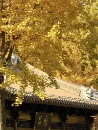 11.29實拍!月湖銀杏黃啦!真的好好看