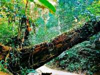 Ultimate List of Vietnam Jungle Tracks: Dive into The Evergreen World