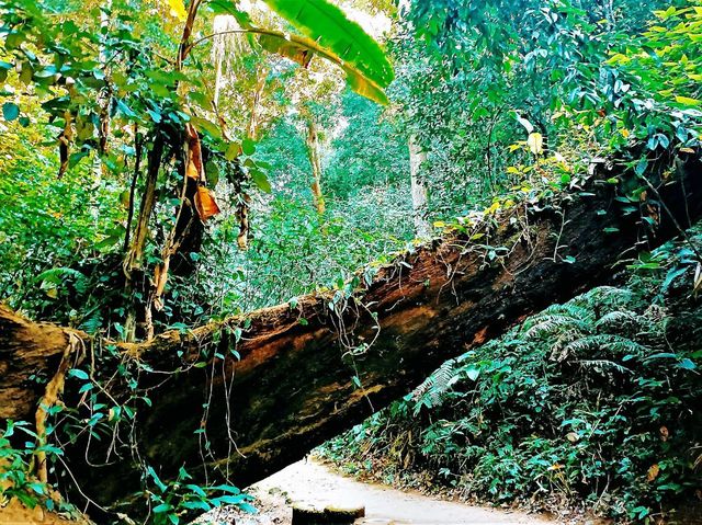 Ultimate List of Vietnam Jungle Tracks: Dive into The Evergreen World Ultimate List of Vietnam Jungle Tracks: Dive into The Evergreen World