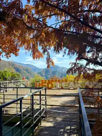 感謝杭州指南村 成功get秋日壁紙