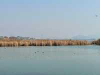 蘇州私藏秋日寶藏|太湖湖濱濕地公園,免費美到驚嘆