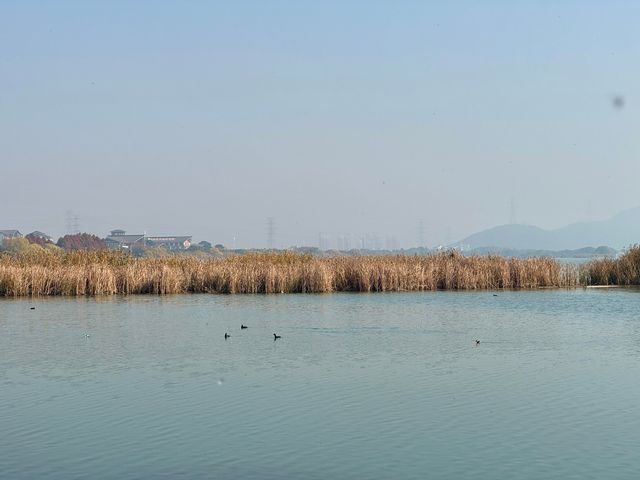 蘇州私藏秋日寶藏|太湖湖濱濕地公園,免費美到驚嘆 蘇州私藏秋日寶藏|太湖湖濱濕地公園,免費美到驚嘆