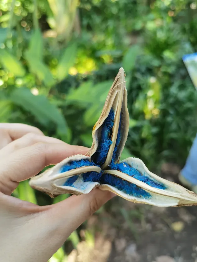 超值的!版納中科院植物園強推 超值的!版納中科院植物園強推