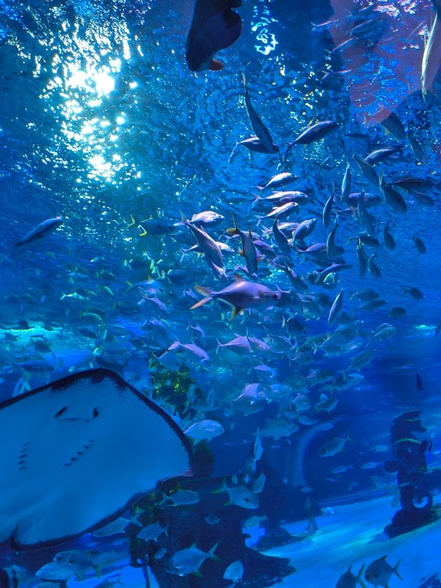 哈爾濱極地公園攻略筆記 哈爾濱極地公園攻略筆記