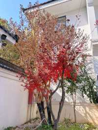 讓生活慢下來,帶娃烏鎮2天1夜江南遊