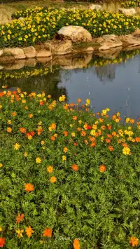 青秀山|丘石公園|拍露珠