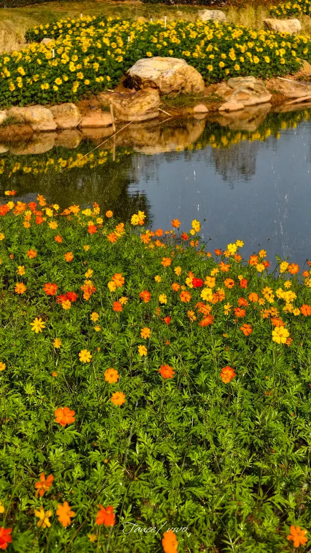 青秀山|丘石公園|拍露珠 青秀山|丘石公園|拍露珠
