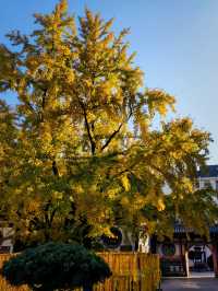 上海小眾銀杏秘境攻略