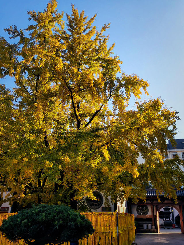上海小眾銀杏秘境攻略 上海小眾銀杏秘境攻略