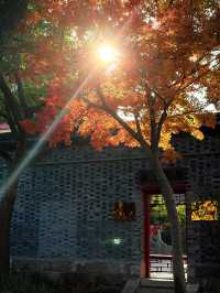 魔都周邊賞秋秘境｜廣富林的紅楓太絕了人少景美快衝！