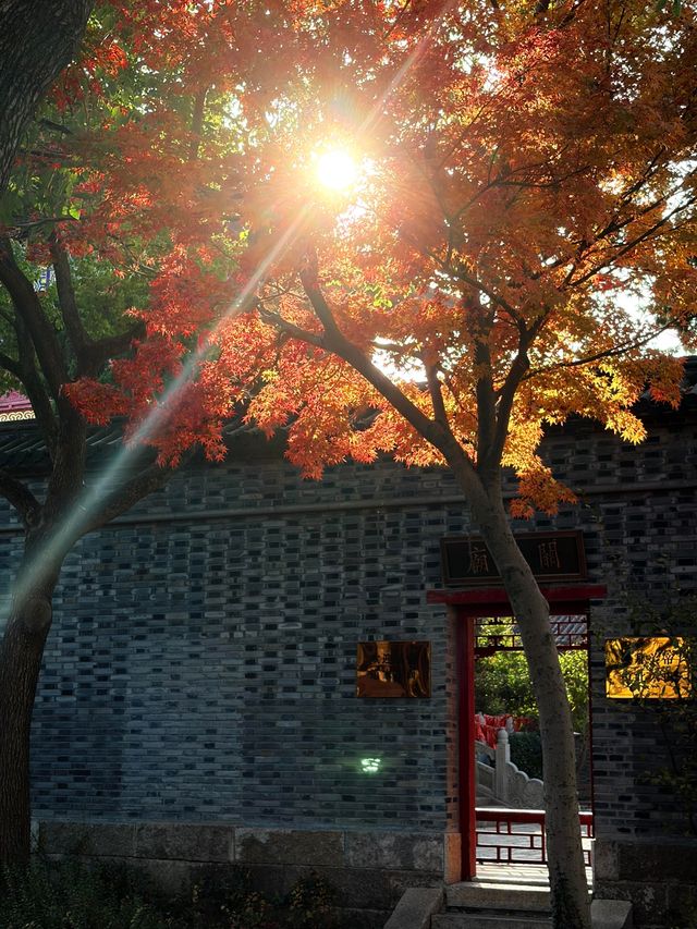 魔都周邊賞秋秘境｜廣富林的紅楓太絕了人少景美快衝！