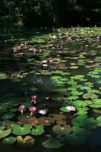 中科院植物園拍照YYDS