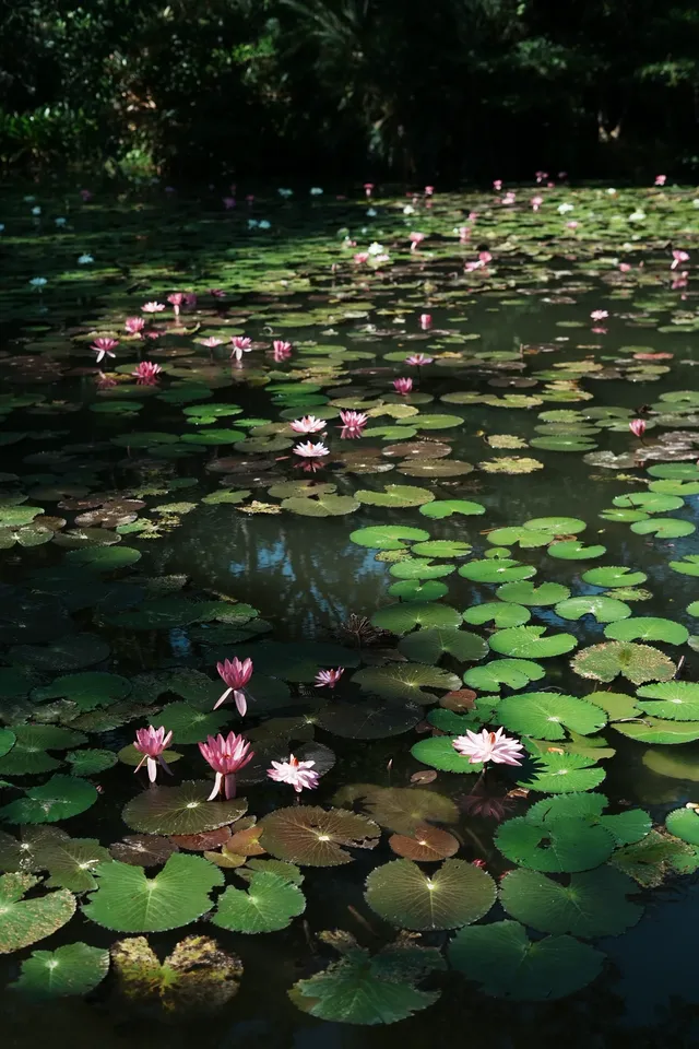 中科院植物園拍照YYDS 中科院植物園拍照YYDS