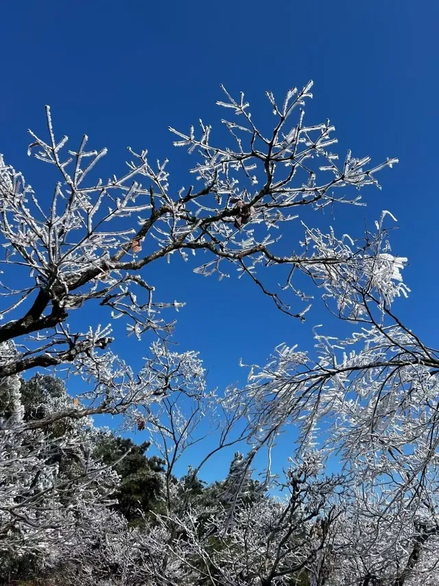 去了郴州3次,莽山看雪就應該這麼玩!! 去了郴州3次,莽山看雪就應該這麼玩!!