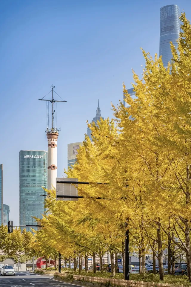 就在中環內|一個週末賞遍上海的銀杏之海