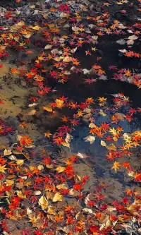 不誇張這是上海拍楓葉最美的公園了