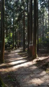 墜入「暮光森林」平陽滿田森林公園