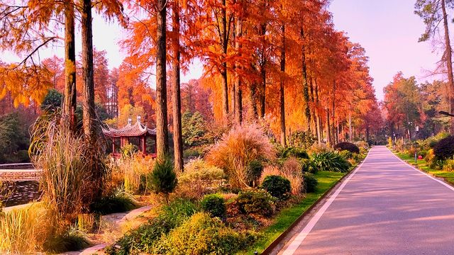 杉舞金虹·武漢植物園初冬畫冊 杉舞金虹·武漢植物園初冬畫冊