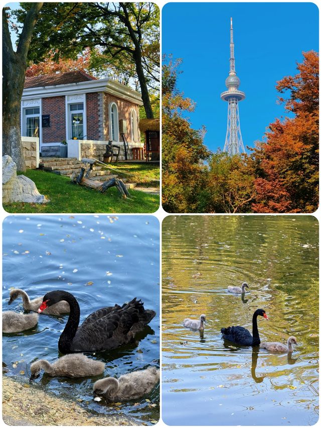 青島|中山公園的楓葉,美得像童話故事一樣 青島|中山公園的楓葉,美得像童話故事一樣