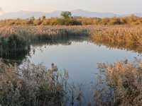 廈門秋冬限定！馬銮灣南岸蘆葦蕩，邂逅海邊的金色浪漫
