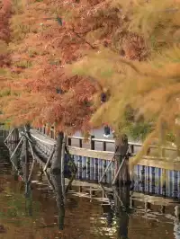 玄武湖|秋日序章