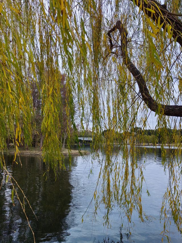 初冬暖陽下的多彩上海共青森林公園 初冬暖陽下的多彩上海共青森林公園