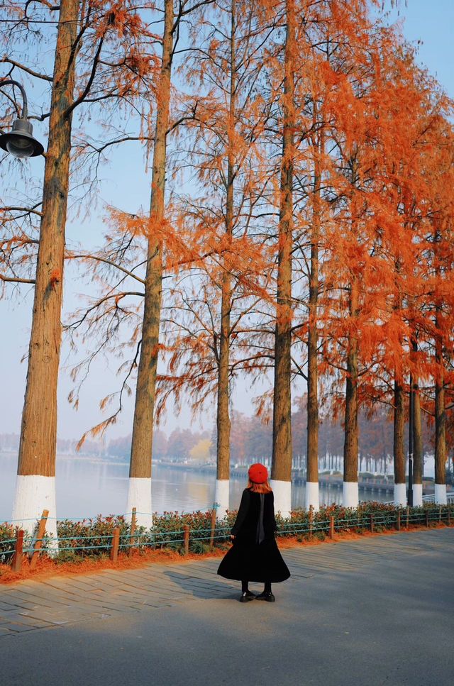 武漢東湖最美步道!!封神了好嘛!!巨美 武漢東湖最美步道!!封神了好嘛!!巨美