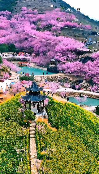 Zhangping Yongfu Cherry Blossom Garden: Unveiling China’s Most Beautiful Cherry Blossoms