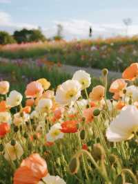 別只念京都！上海這片“海上楓林”美成童話