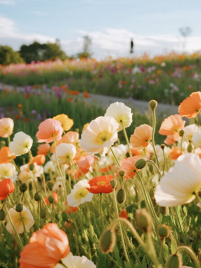 別只念京都！上海這片“海上楓林”美成童話