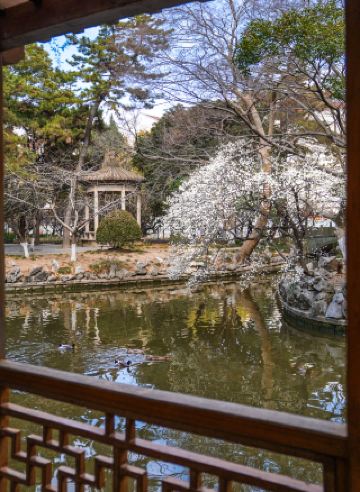 Shanghai Plum Blossom Viewing Guide: Visit Xinzhuang Park during peak bloom for white plum blossoms!