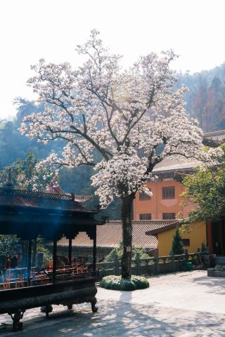 禅源寺の百年の白玉蘭が美しく咲き誇る