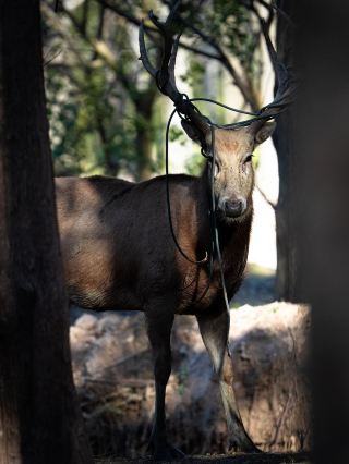 Yancheng Reserve Welcomes the First Calf of the Year of the Horse, Fawn Stands Independently with Good Vital Signs