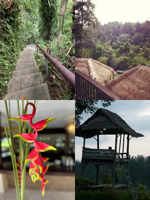 Bali's Jungle Dream: The Nandini Hotel Experience   Nandini Jungle Swing Hotel   Location: Payangan, Bali, H6PP