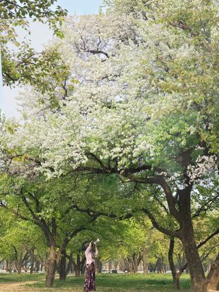 4.16 Personally Tested: Beijing Pear Blossom Sea—Don’t Miss It or You’ll Wait a Whole Year