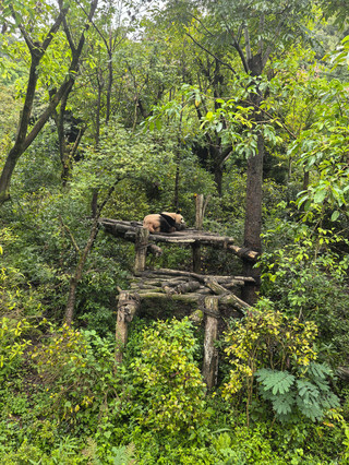 This panda-themed hotel in Dujiangyan made my trust in the rankings skyrocket!